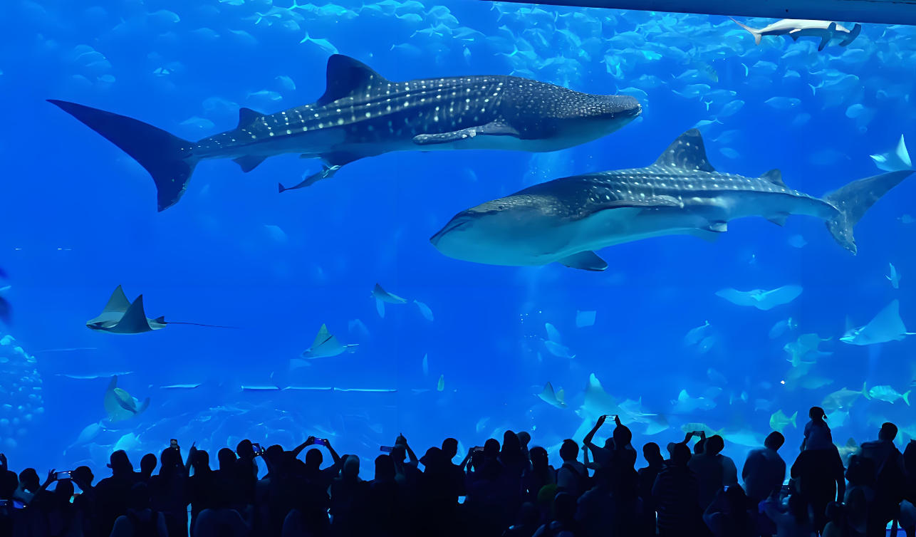 Chimelong Ocean Kingdom Zhuhai Marine Park