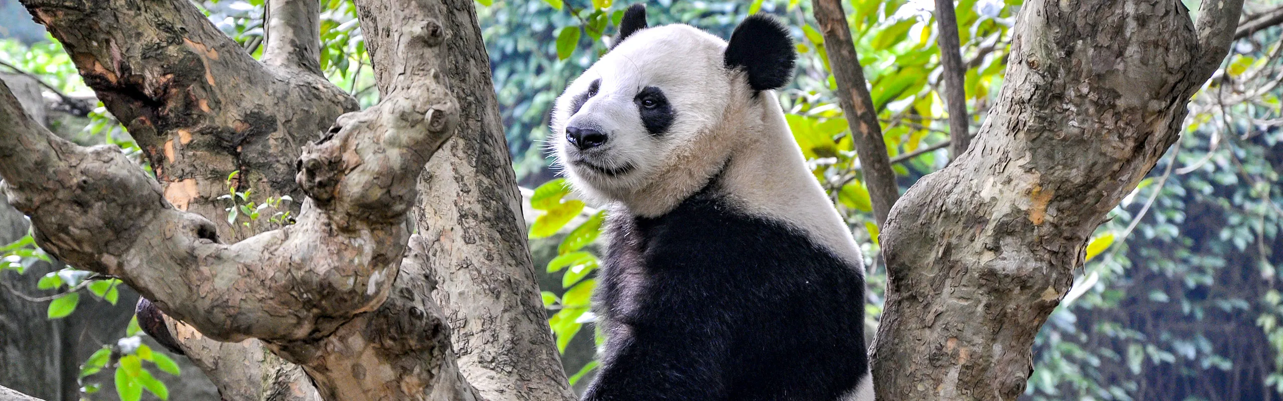 pandas china