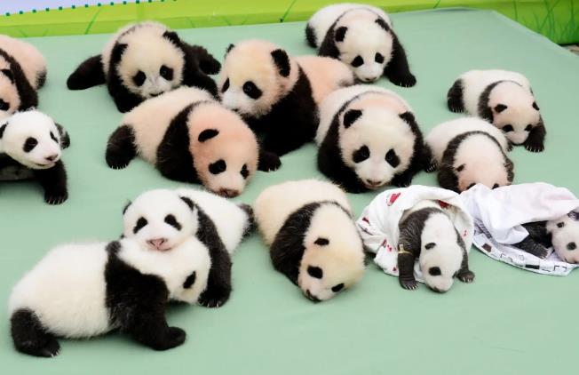 How to Visit Chengdu Research Base of Gi