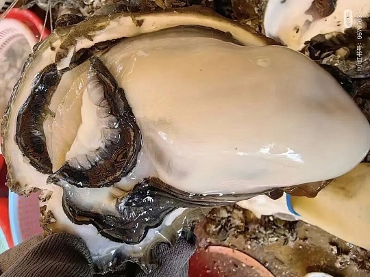 Chengcun Oysters